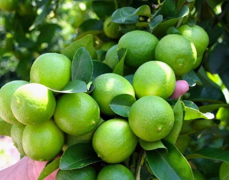 Seedless Lime