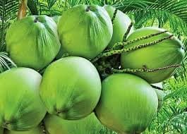 Fresh Coconut