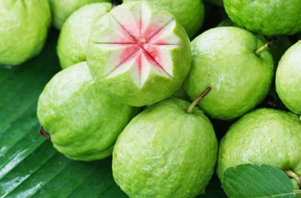 Fresh Guava