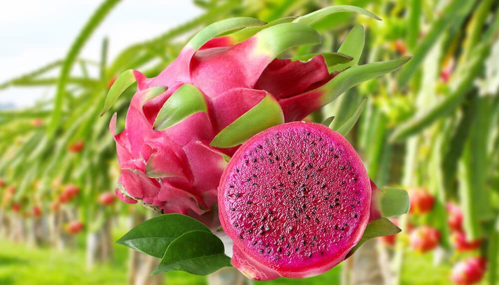 Vietnamese Dragon Fruit