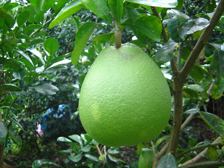 Fresh Pomelo