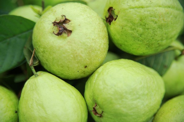 Fresh Guava